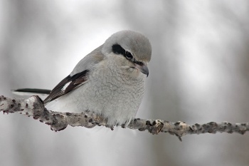 Northern Shrike