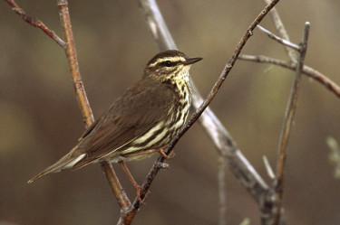 Northern Waterthrush