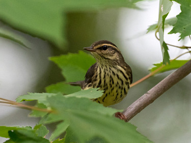 Northern Waterthrush 