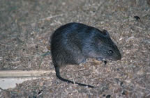 Norway Rat