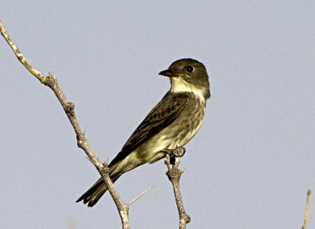 Olive-sided Flycatcher