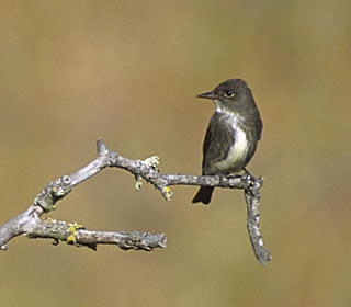 Olive-sided Flycatcher