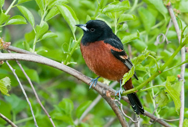 Orchard Oriole - Male