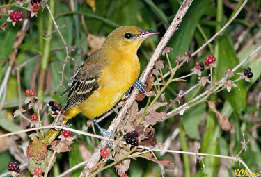 Female Orchard Oriole