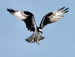 Osprey in Flight