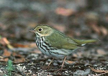 Ovenbird