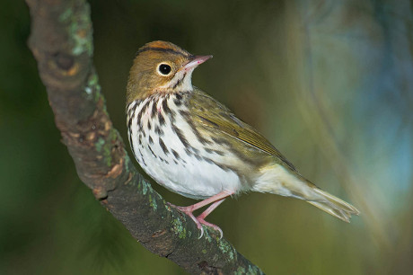 Ovenbird