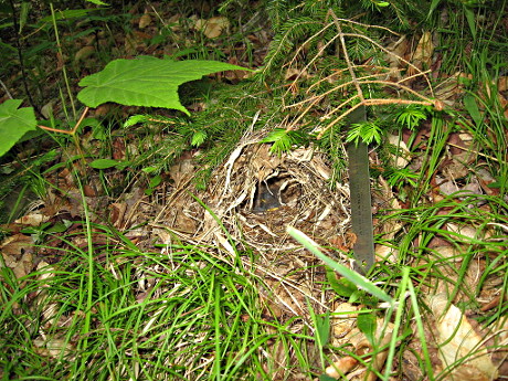 Ovenbird Nest