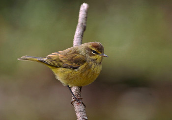 Palm Warbler