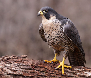 Peregrine Falcon