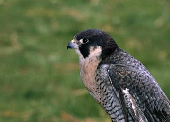 Peregrine Falcon