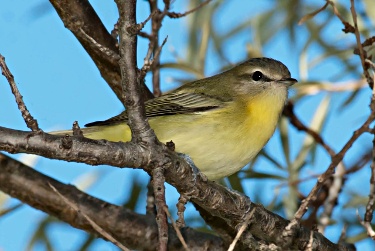 Philadelphia Vireo