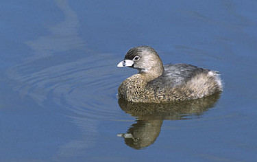 Pied-billed Grebe