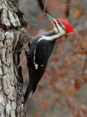 all about birds pileated woodpecker