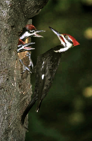 Pileated Woodpecker at Nest Cavity