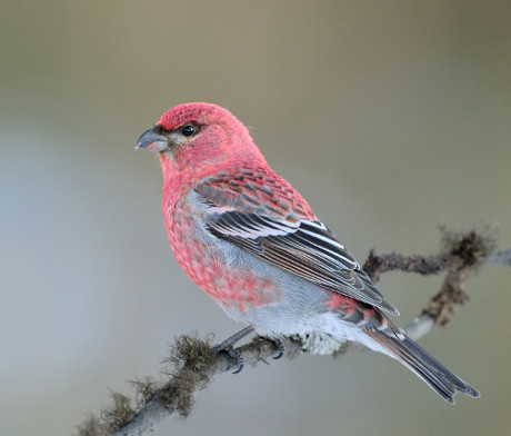 Pine Grosbeak