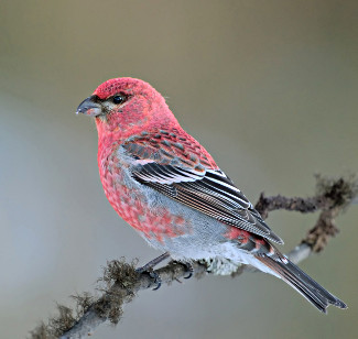 Pine Grosbeak