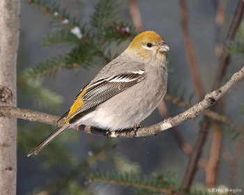 Female Pine Grosbeak 