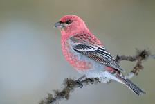 Pine Grosbeak