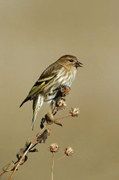 Pine Siskin 