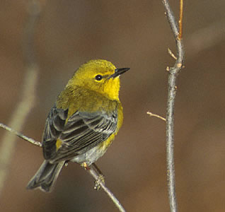 Male Pine Warbler