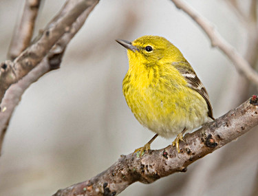 Pine Warbler 