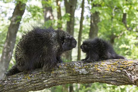Porcupine with Young Porcupette
