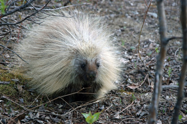 North American Porcupine Showing Quills 