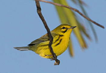 Prairie Warbler