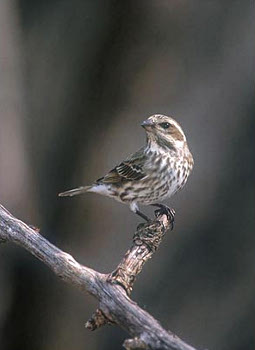 Female Purple Finch