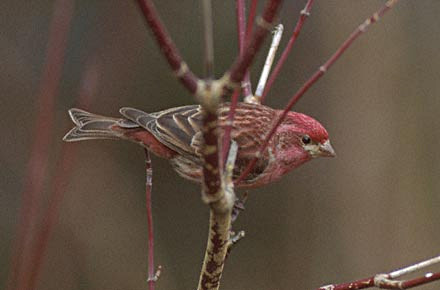 Purple Finch