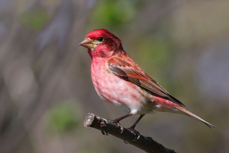 Male Purple Finch