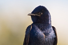 Purple Martin