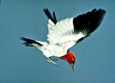 Red-headed woodpecker in flight