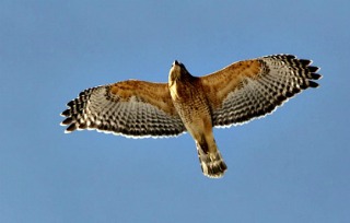 Red-shouldered Hawk in Flight