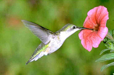 Female Ruby-throated Hummingbird