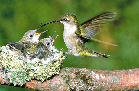 Ruby-throated Hummingbird at Nest