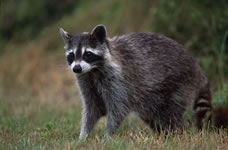 Raccoon