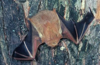 Red Bat