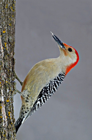 Red-bellied Woodpecker