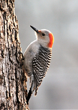 Female Red-bellied Woodpecker