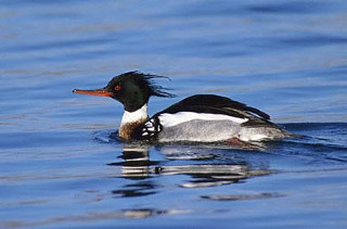 Red-breasted Merganser