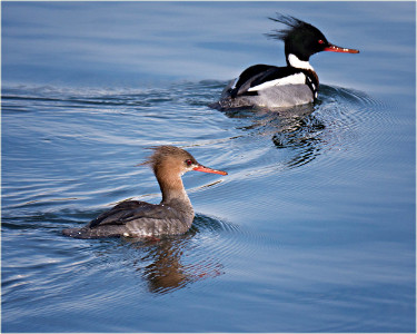 Red-breasted Merganser - Male and Female