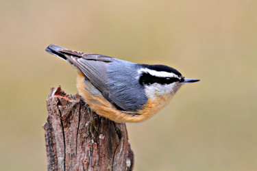 Red-breasted Nuthatch