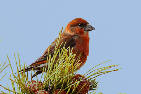 Red Crossbill