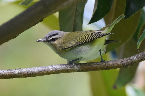 Red-eyed Vireo