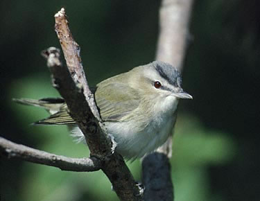 Red-eyed Vireo