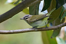 Red-eyed Vireo