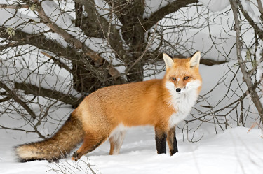 Red Fox