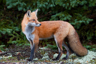 Red Fox